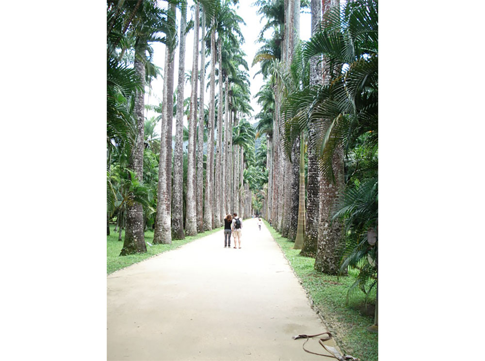 The Avenue of Royal Palms is the principal access from the garden gates into the main parts of the garden. Jardim Botanico, Rio de Janeiro. - Photography by Lola Adeokun.