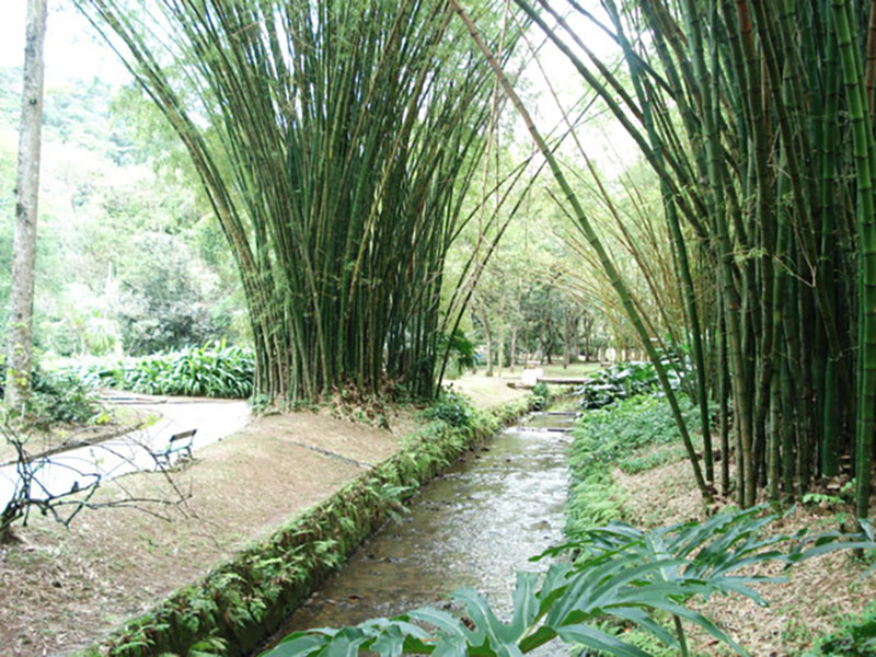 Bamboos and water-way, Jardim Botanico, Rio de Janeiro. - Photograph by Lola Adeokun