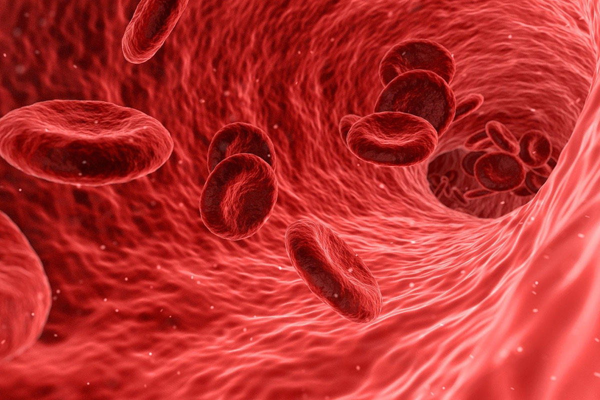 Red blood cells flowing through the human body. Iron is needed by humans to produce haemoglobin, the substance in red blood cells that transports oxygen throughout the body.