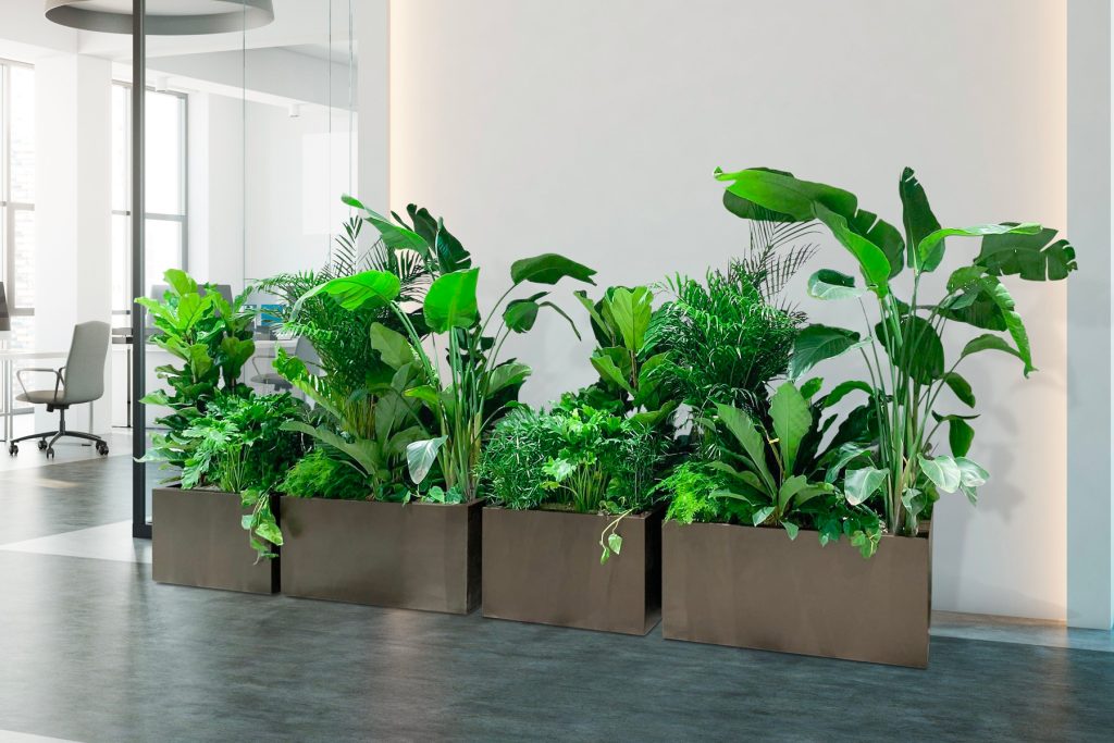 Marron d’Inde powder-coated 600 x 600/900mm planters with concealed castors created as a bespoke item by John Desmond Ltd for Norfolk House, St James’s Square, London.