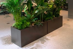 Marron d’Inde powder coated 600 x 900mm planter with concealed castors by John Desmond Ltd for Norfolk House, St James’s Square, London.